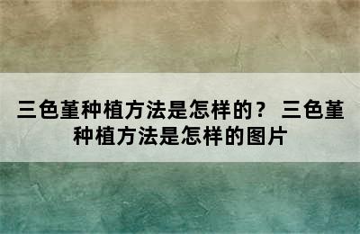 三色堇种植方法是怎样的？ 三色堇种植方法是怎样的图片